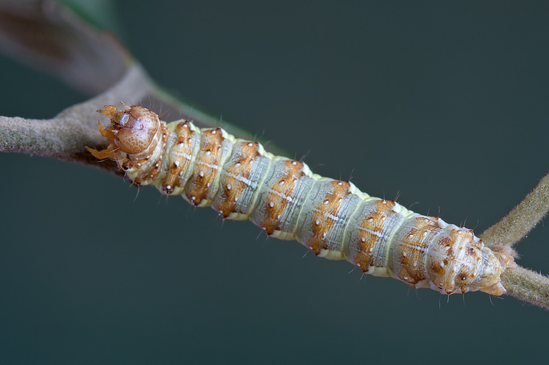 Larva da determinare - Microlepidottero?